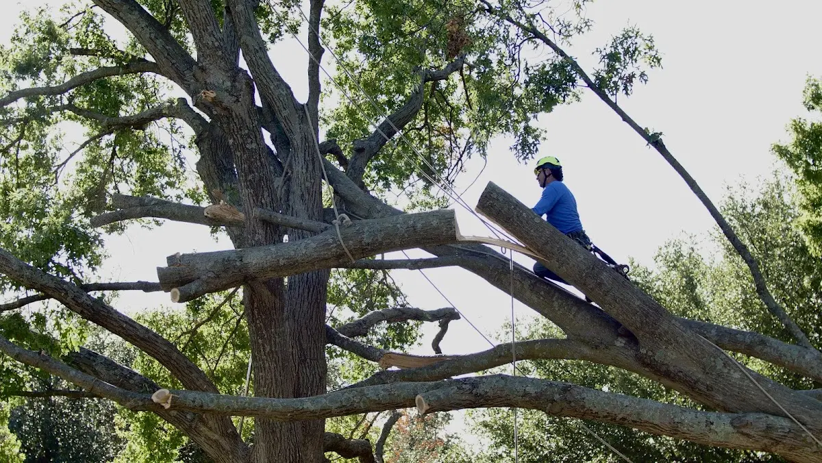 Professional Crown Thinning performed by certified arborists in Douglas